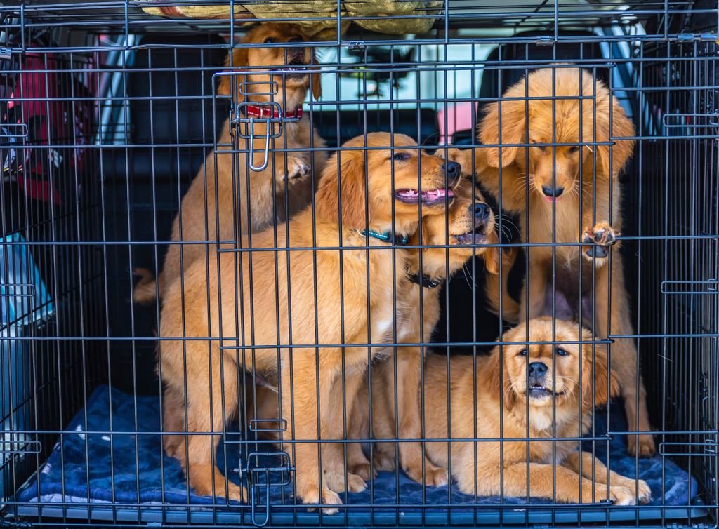 Golden retriever puppies riding in a travel crate in the back of a car